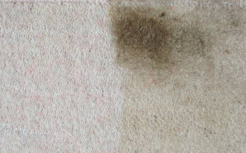 stain protector cleaning results