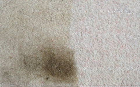 carpet upholstery stain protection results somerton somerset