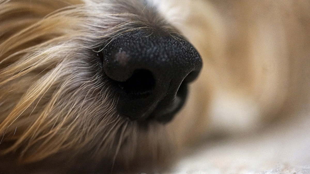 The 5 Best Ways to Remove Pet Hair From Carpets by FibreSolve the