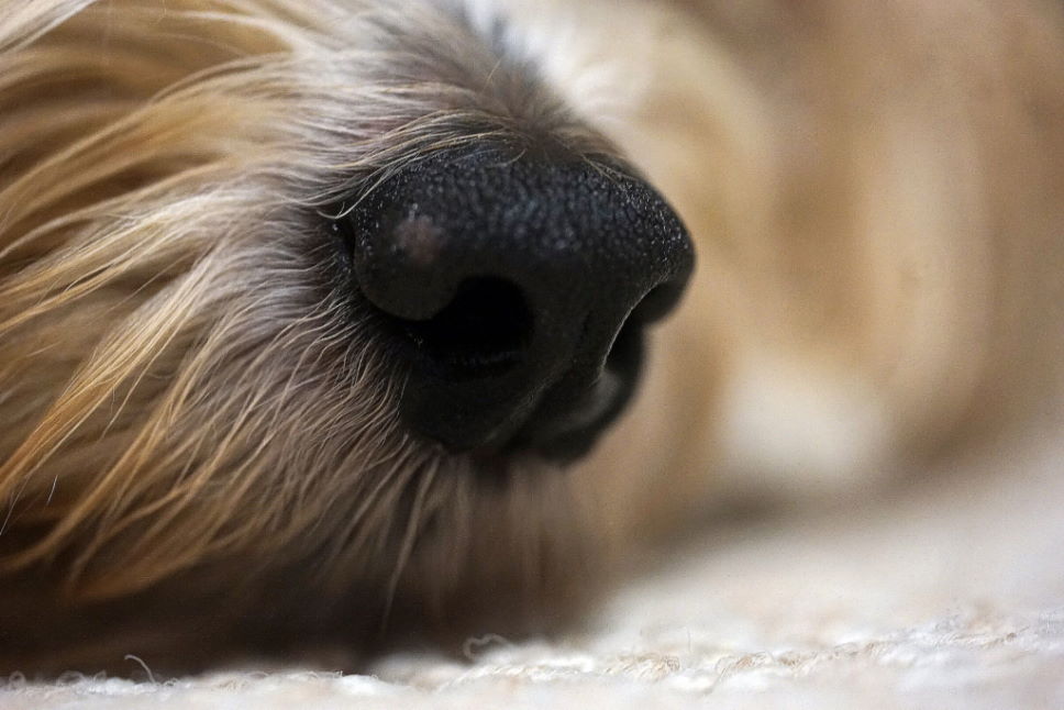 5 Best Ways to Remove Pet Hair From Carpets - Love Our Pets Retrievers Nose