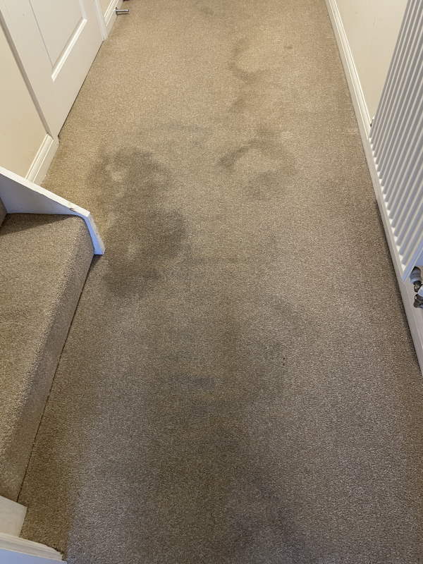 Carpet Cleaning shepton mallet - before and after contrast picture - before